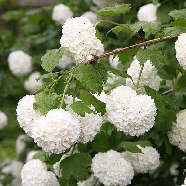 <i>Viburnum opulus</i> 'Roseum'
