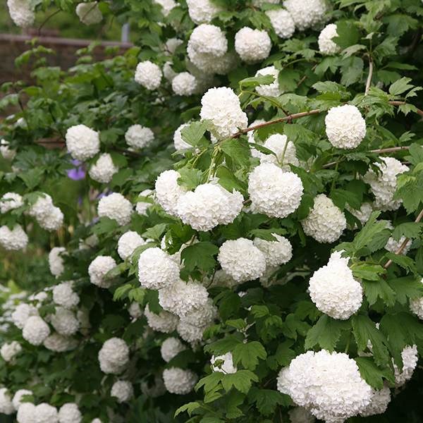 <i>Viburnum opulus</i> 'Roseum'