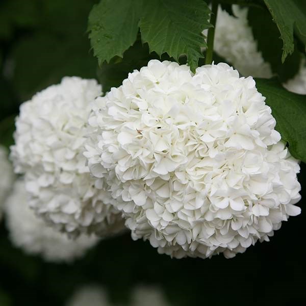 <i>Viburnum opulus</i> 'Roseum'