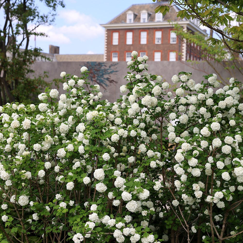 <i>Viburnum opulus</i> 'Roseum'