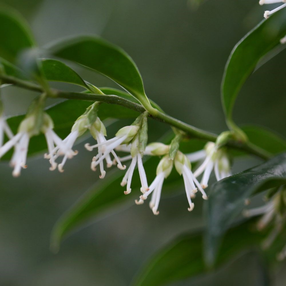 <i>Sarcococca confusa</i> 