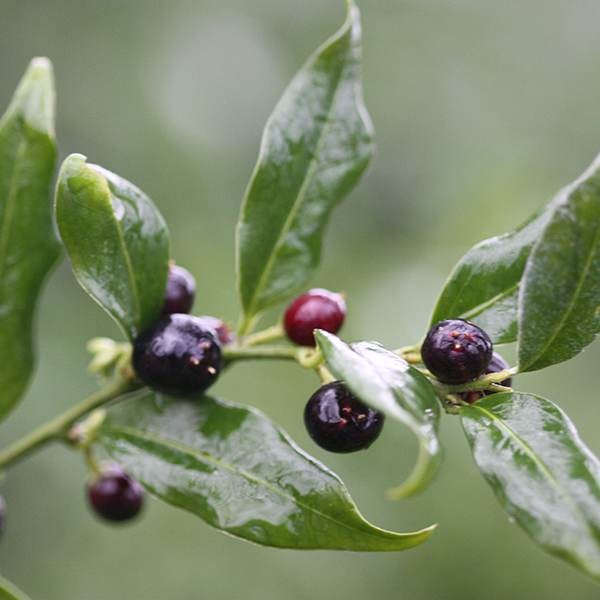 <i>Sarcococca confusa</i> 