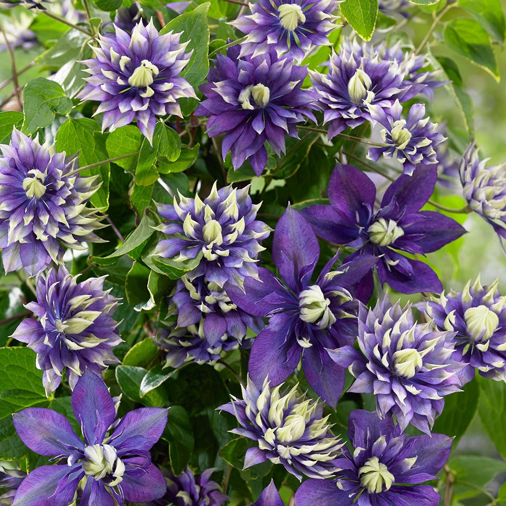 <I>Clematis</i> 'Taiga' (PBR)