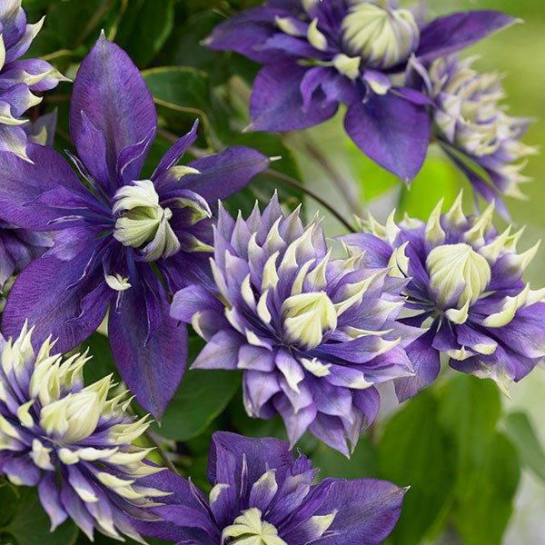 <I>Clematis</i> 'Taiga' (PBR)