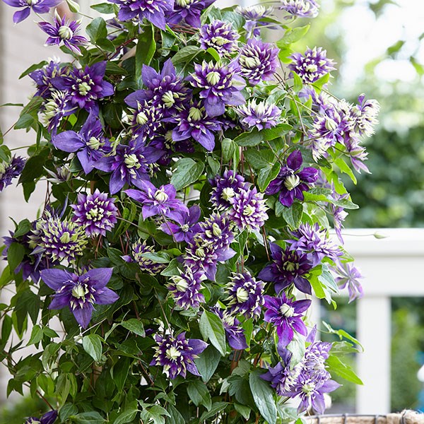 <I>Clematis</i> 'Taiga' (PBR)