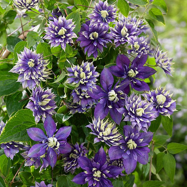 <I>Clematis</i> 'Taiga' (PBR)