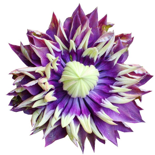 <I>Clematis</i> 'Taiga' (PBR)