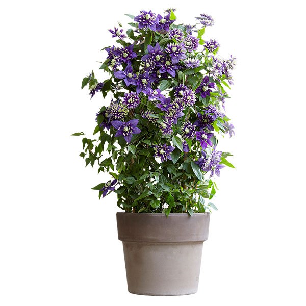 <I>Clematis</i> 'Taiga' (PBR)