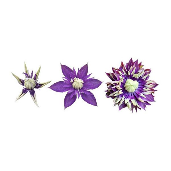 <I>Clematis</i> 'Taiga' (PBR)