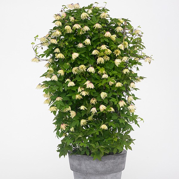 <i>Clematis koreana</i> <b class=small-caps>Amber</b> ('Wit141205') (PBR)