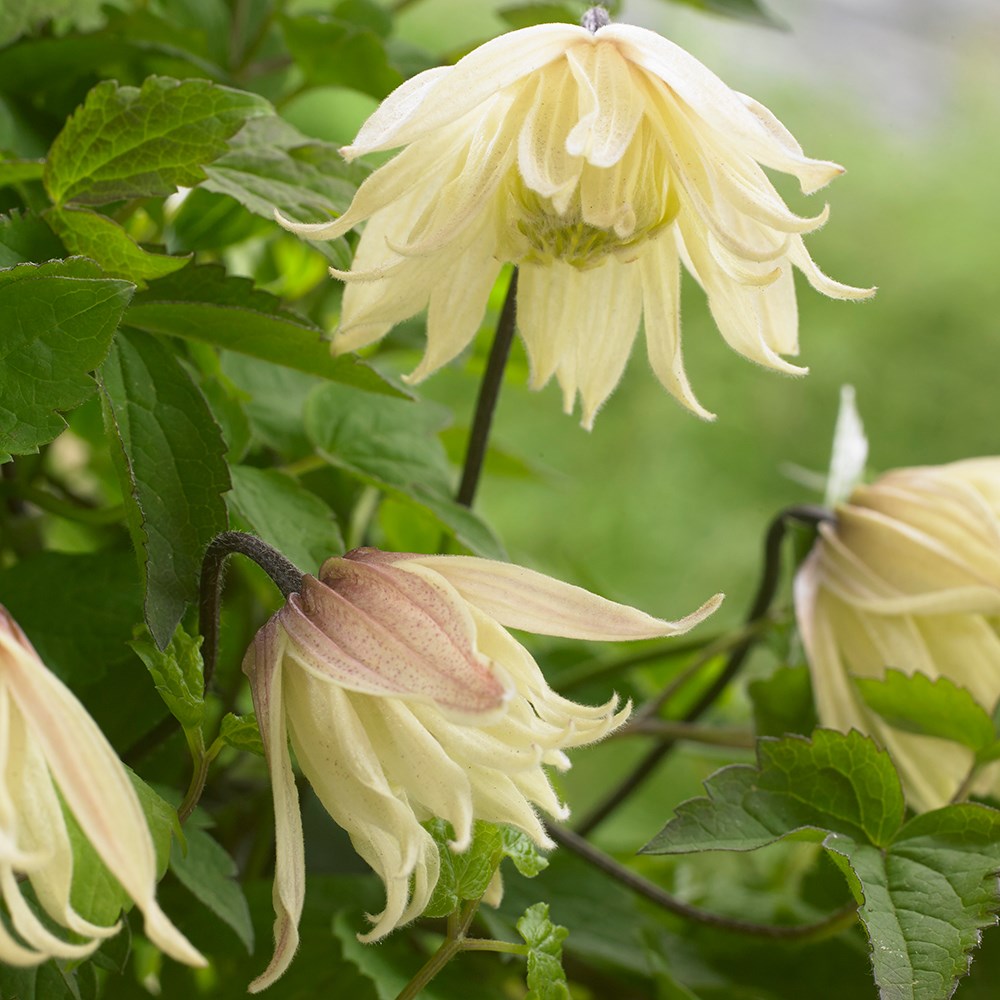 <i>Clematis koreana</i> <b class=small-caps>Amber</b> ('Wit141205') (PBR)