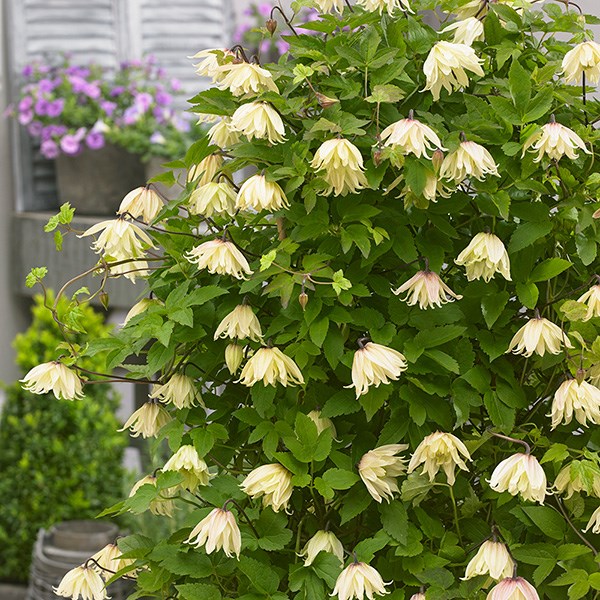 <i>Clematis koreana</i> <b class=small-caps>Amber</b> ('Wit141205') (PBR)