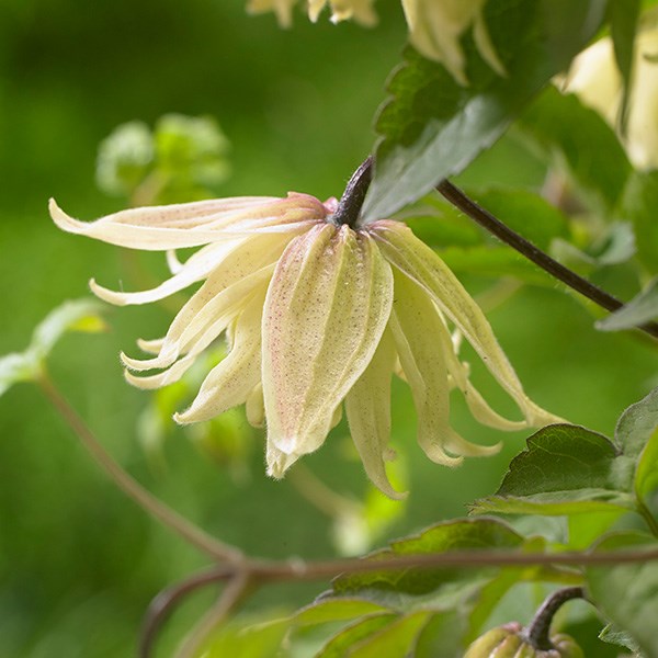 <i>Clematis koreana</i> <b class=small-caps>Amber</b> ('Wit141205') (PBR)