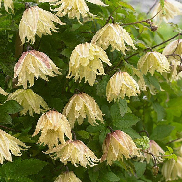 <i>Clematis koreana</i> <b class=small-caps>Amber</b> ('Wit141205') (PBR)