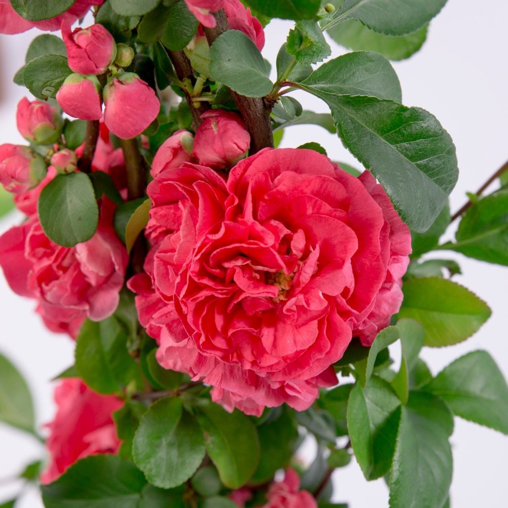 <I>Chaenomeles speciosa</i> 'Pink Storm' (PBR)