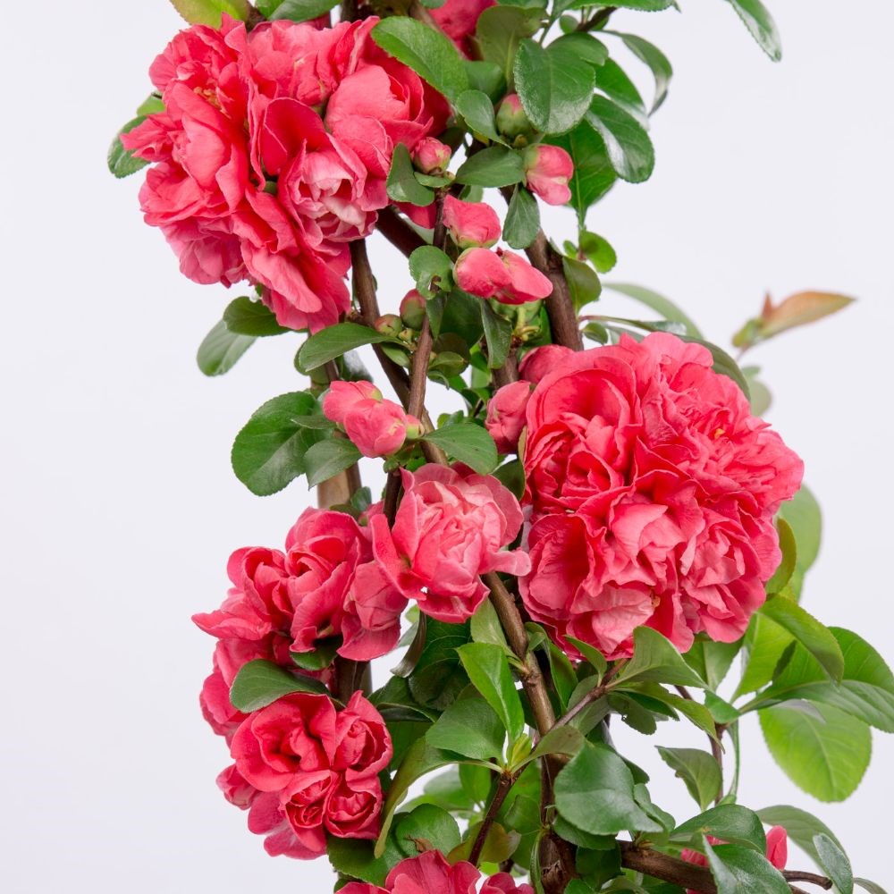 <I>Chaenomeles speciosa</i> 'Pink Storm' (PBR)