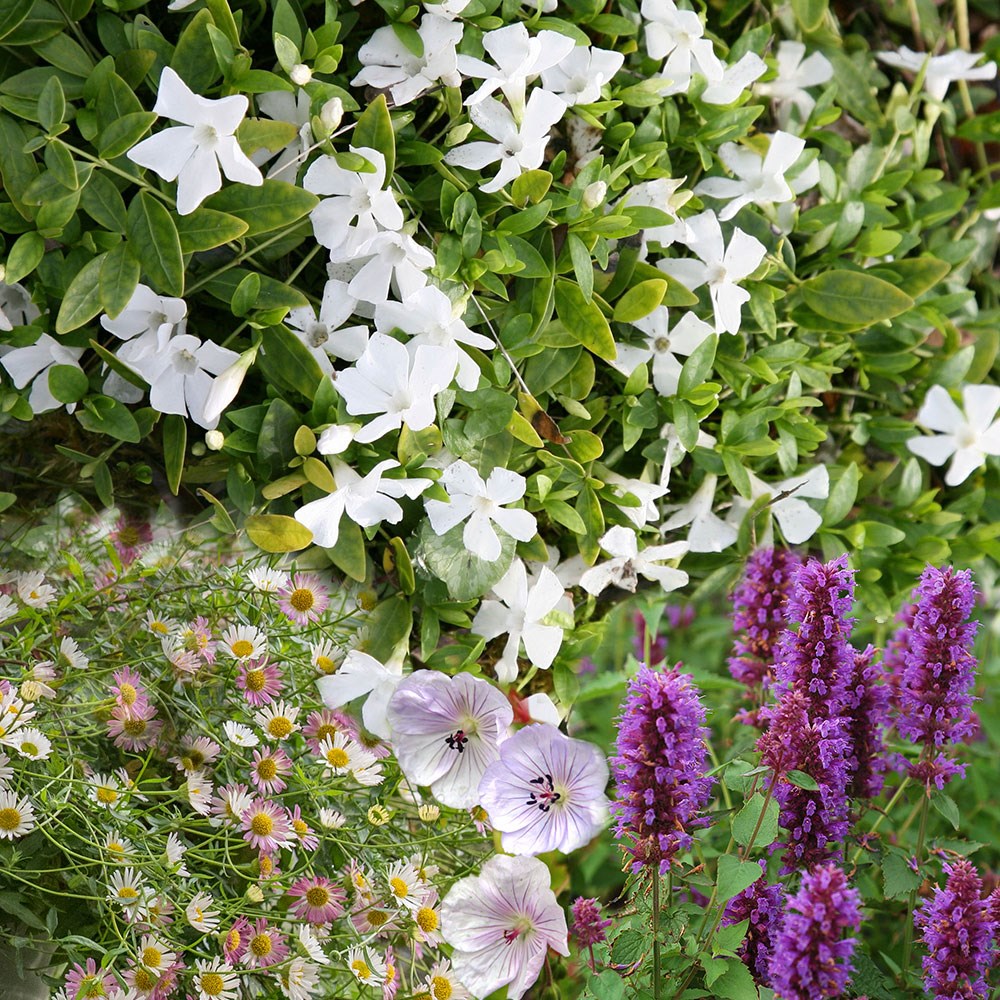 Long-flowering plant combination (pink, purple & white)