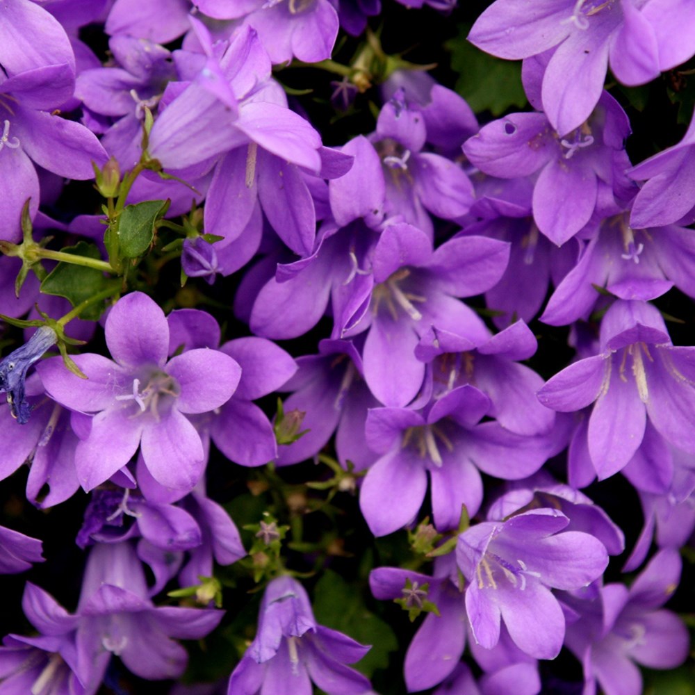 Weed-smothering mini-border collection