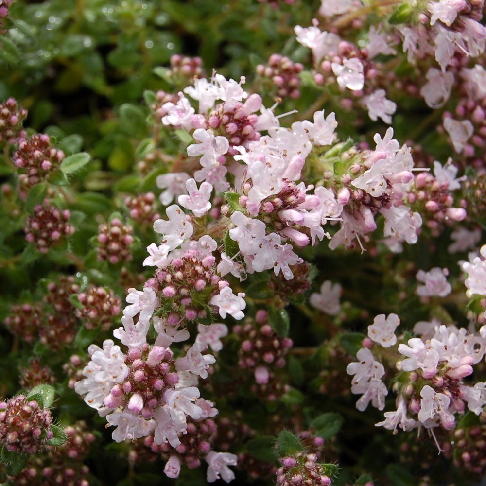 Weed-smothering mini-border collection