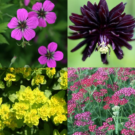 Low maintenance summer plant combination