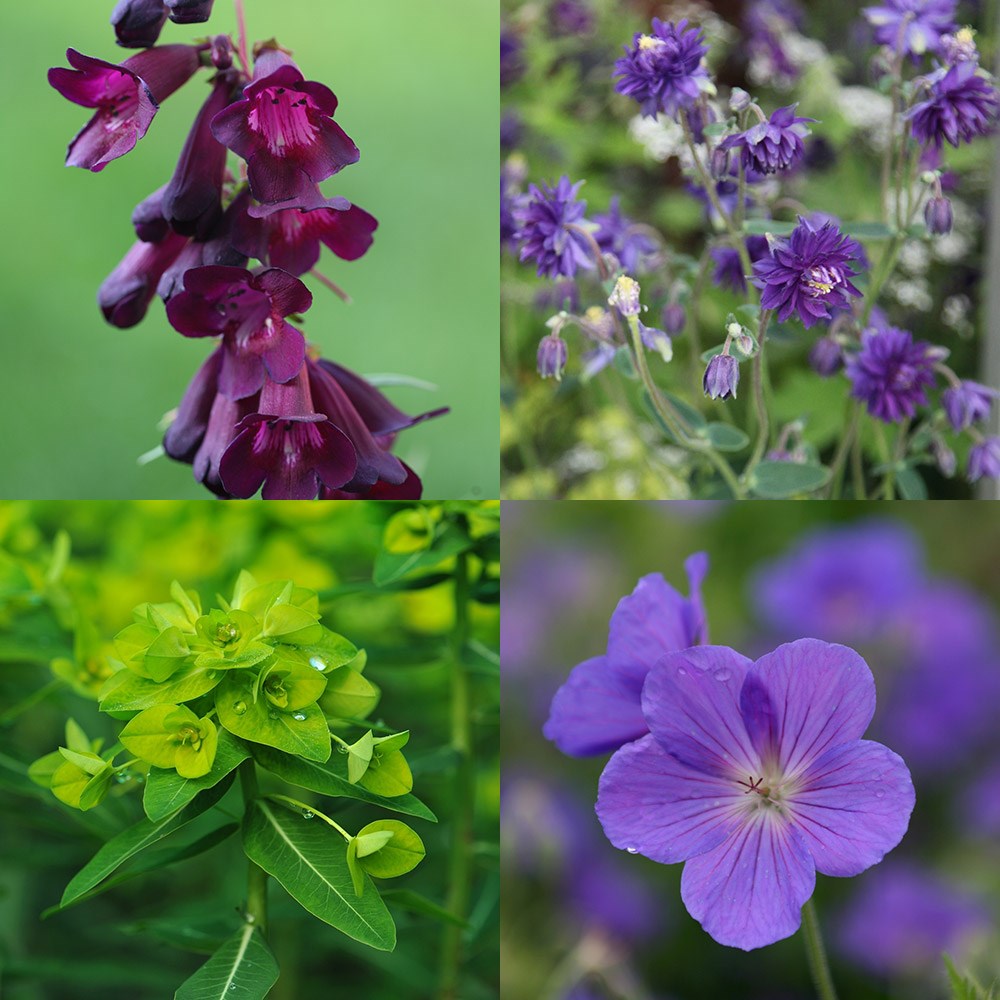 Slug resistant plant combination