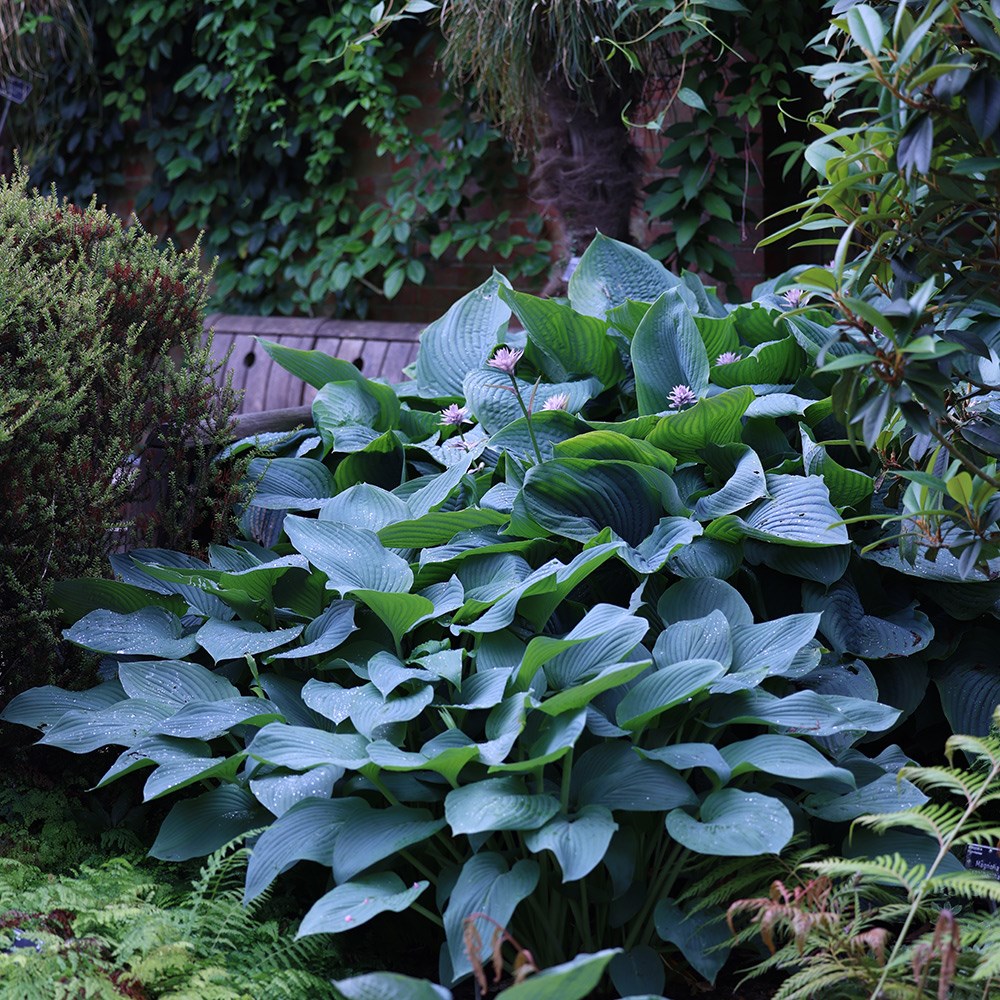 <i>Hosta</i> 'Empress Wu' (PBR)