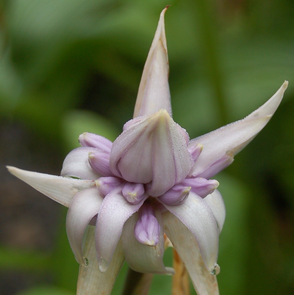 <i>Hosta</i> 'Empress Wu' (PBR)