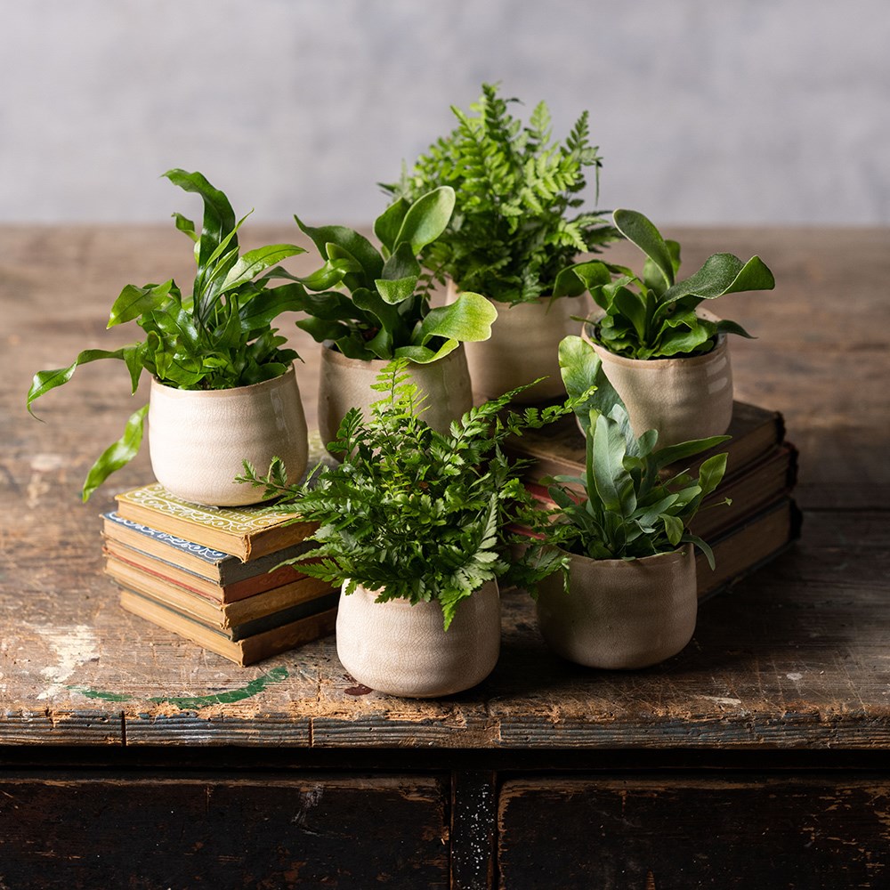 Fern starter | Houseplant