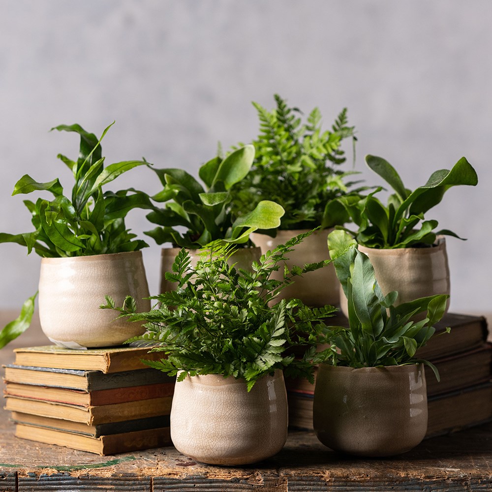 Fern starter | Houseplant