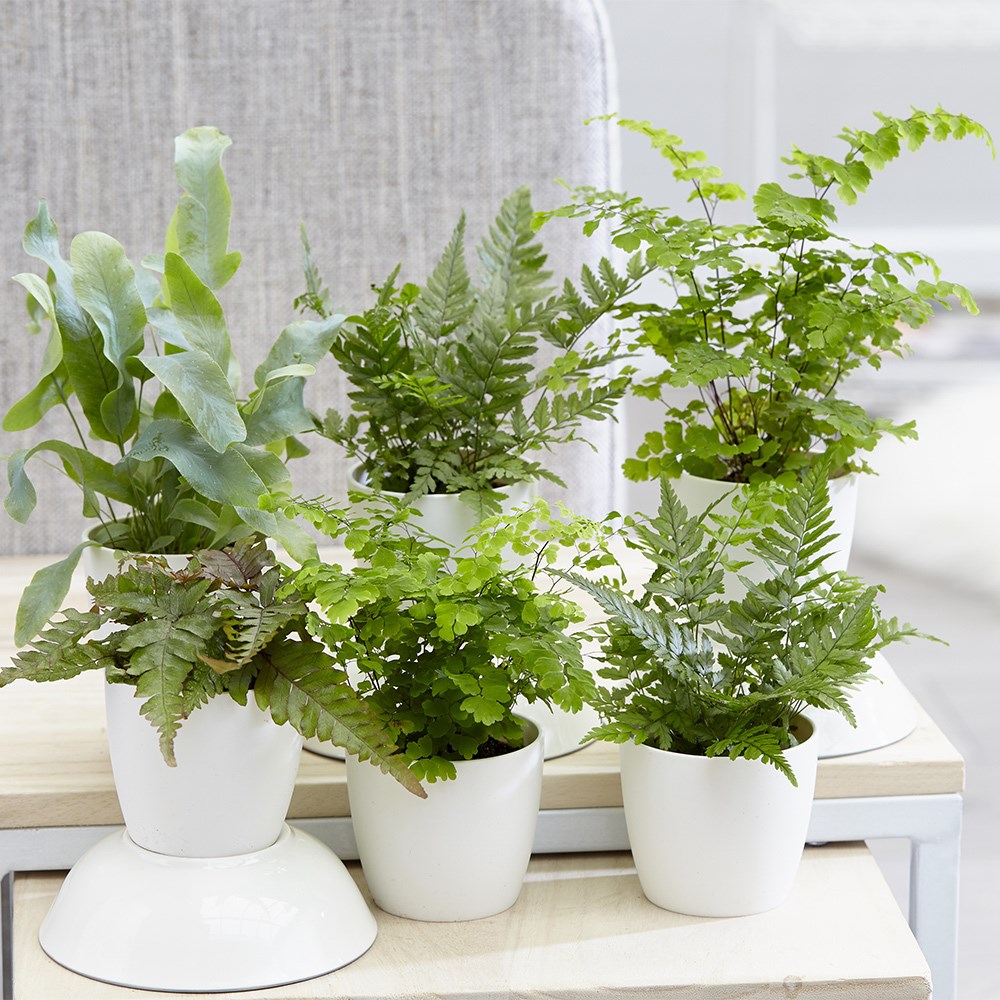 Fern starter | Houseplant
