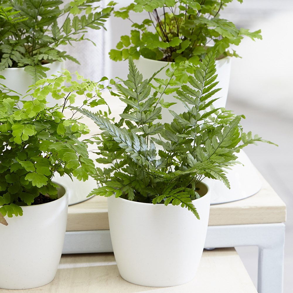 Fern starter | Houseplant