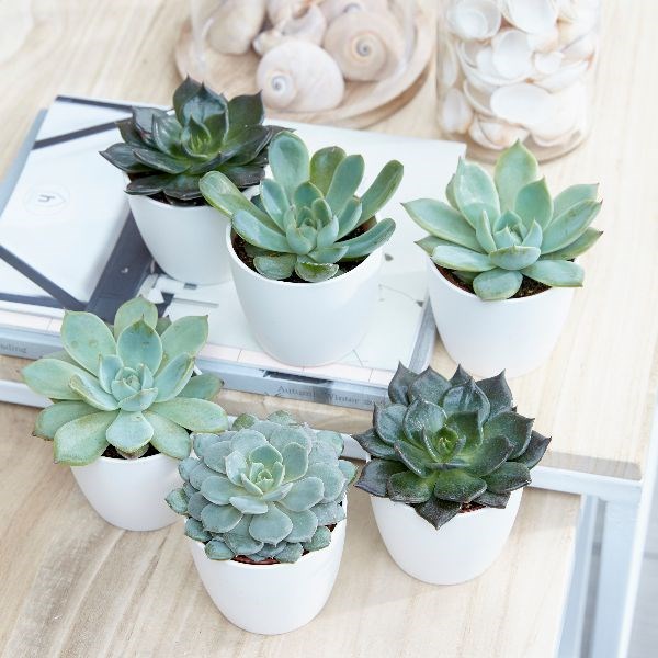 Echeveria | Houseplant