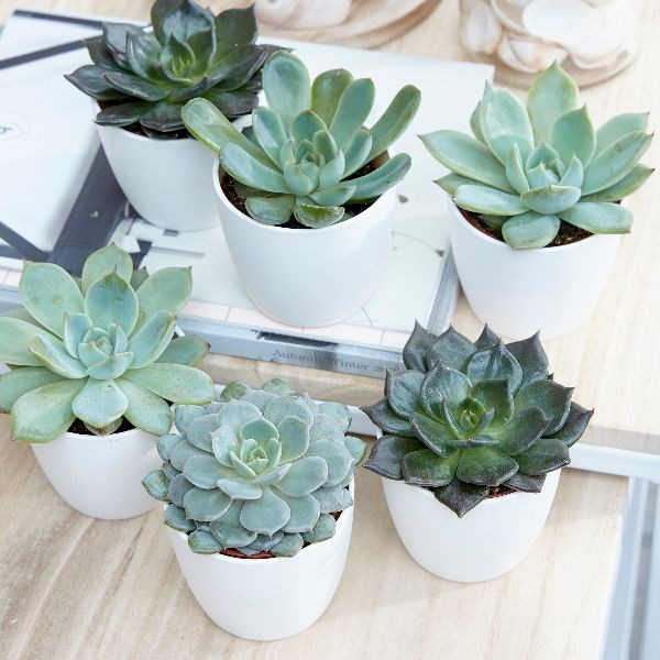 Echeveria | Houseplant