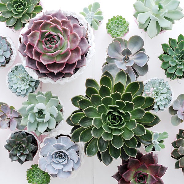 Echeveria | Houseplant