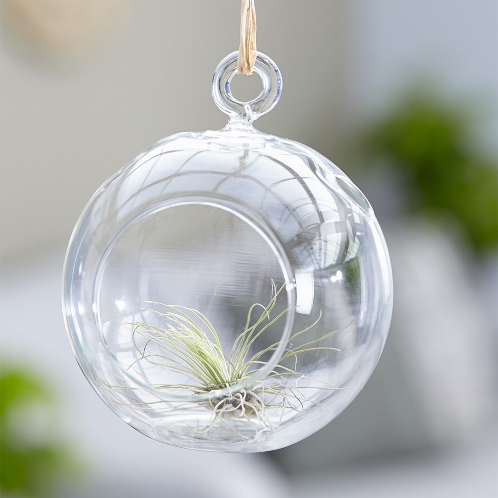 air plant - <i>Tillandsia argentea</i>
