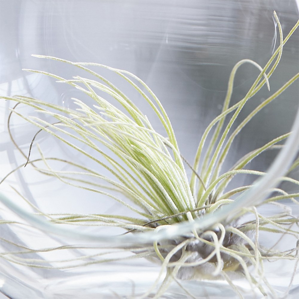 air plant - <i>Tillandsia argentea</i>