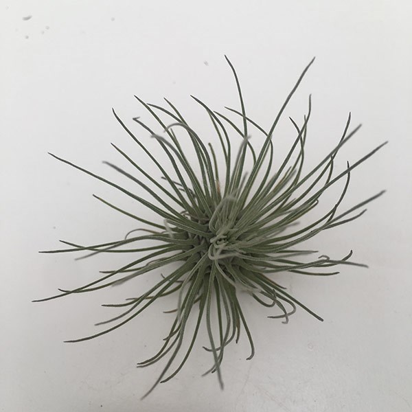 air plant - <i>Tillandsia argentea</i>