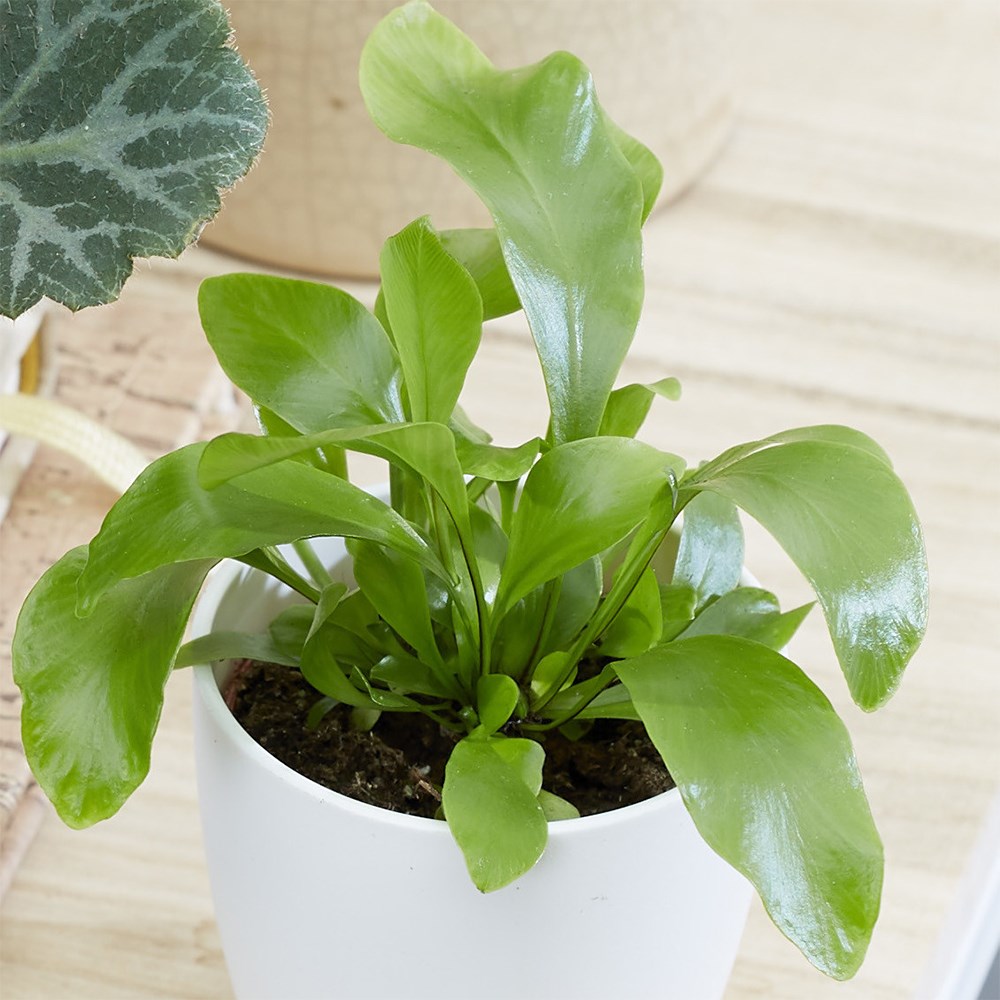 <i>Asplenium nidus</i> 
