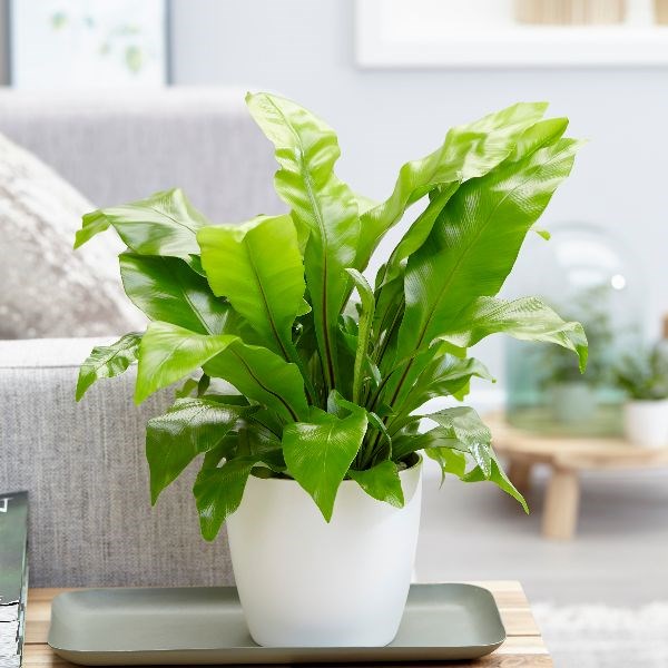 <i>Asplenium nidus</i> 
