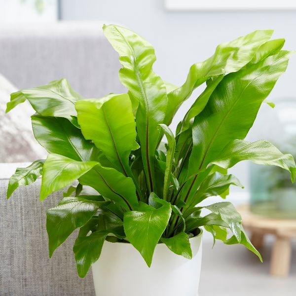 <i>Asplenium nidus</i> 