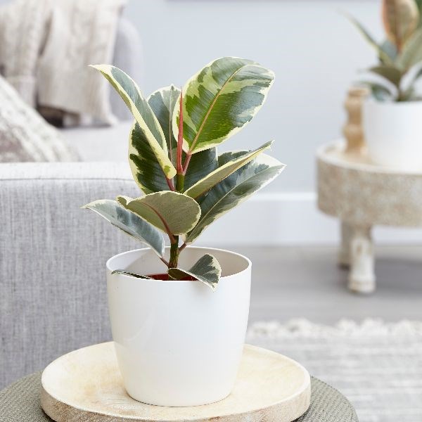 <i>Ficus elastica</i> 'Tineke'