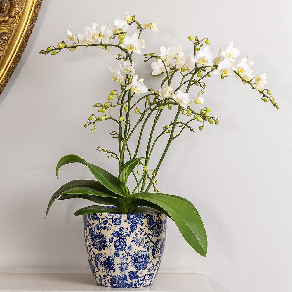 Phalaenopsis White Willd Orchid