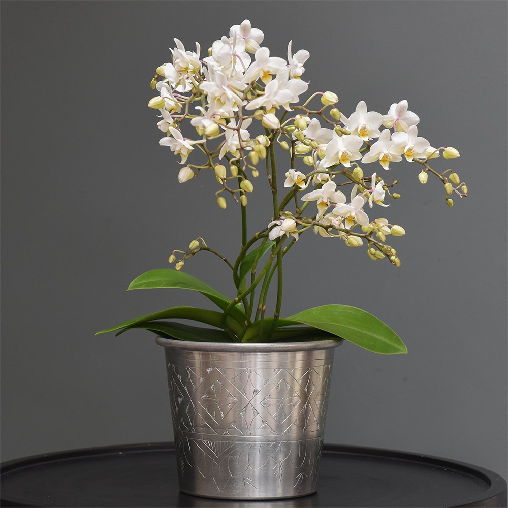 Phalaenopsis White Willd Orchid