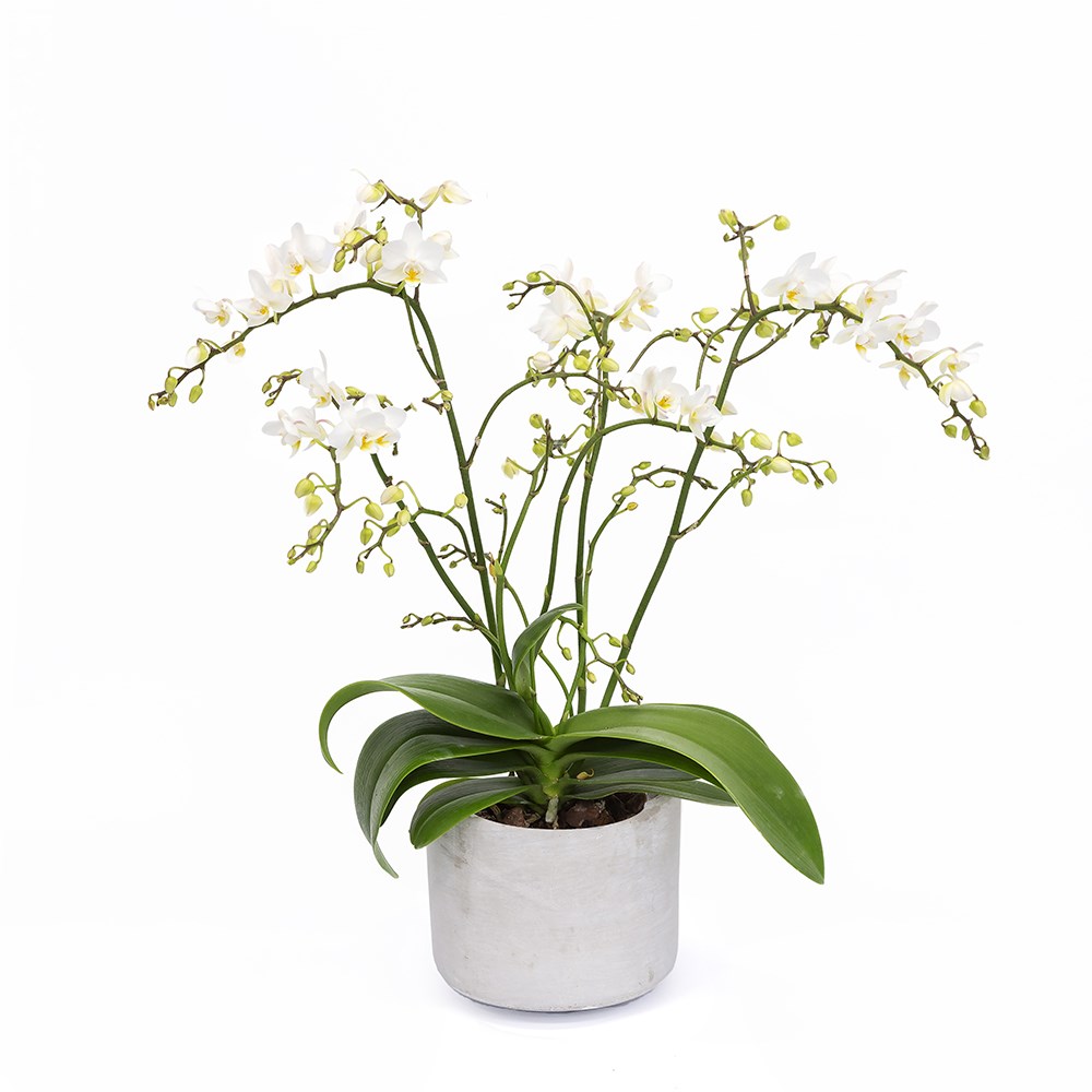 Phalaenopsis White Willd Orchid