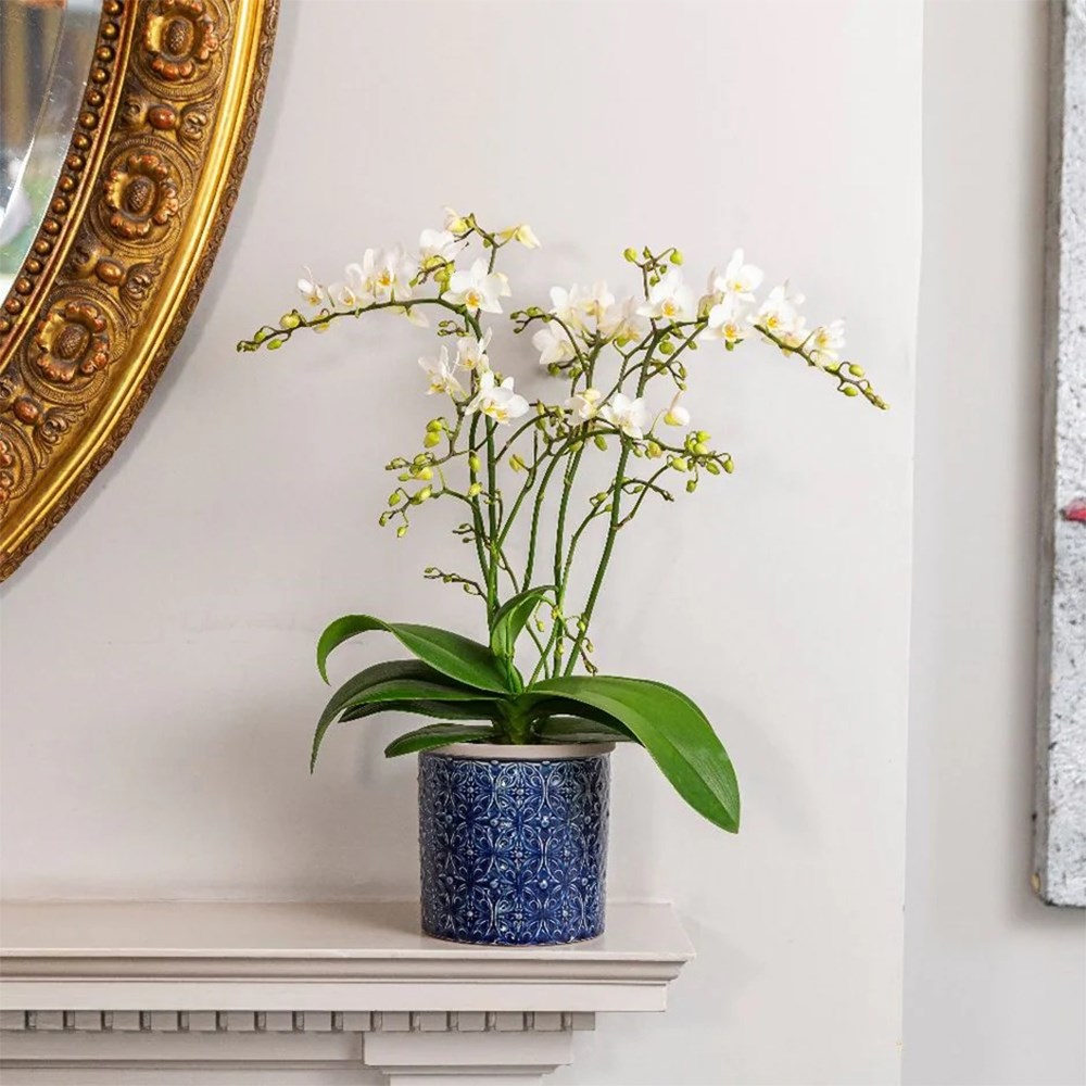 Phalaenopsis White Willd Orchid
