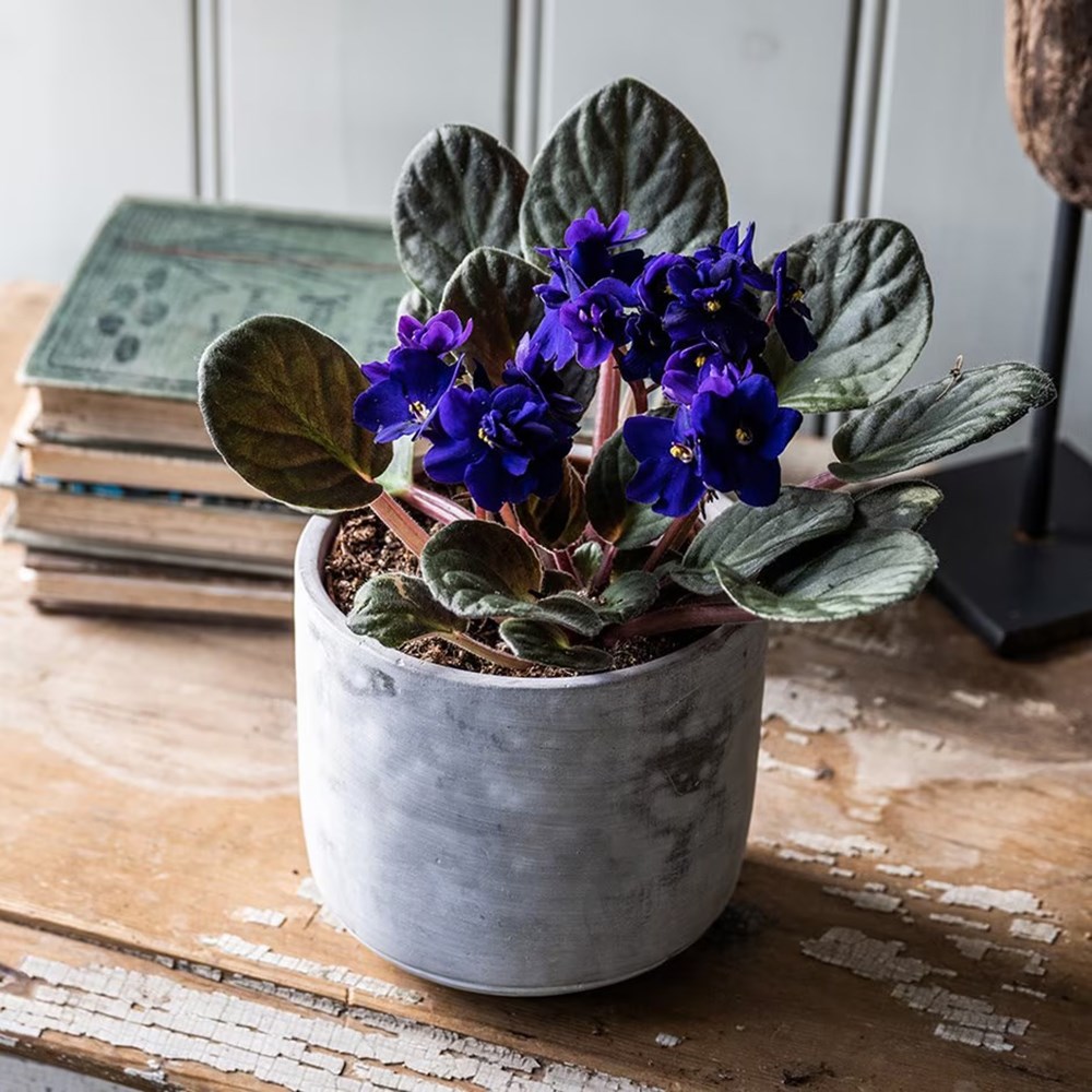 Saintpaulia Top Dark Blue | Houseplant