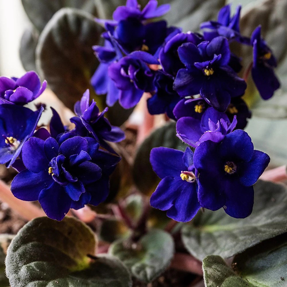 Saintpaulia Top Dark Blue | Houseplant