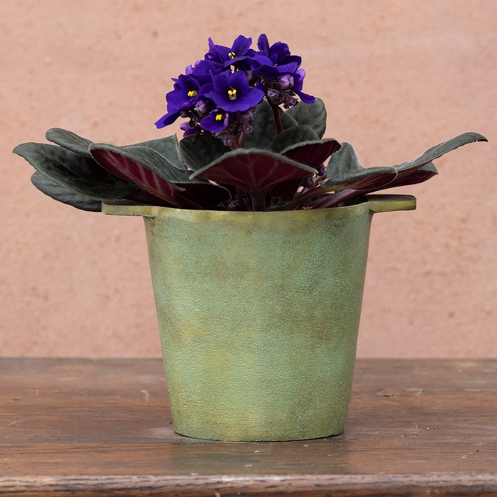 Saintpaulia Top Dark Blue | Houseplant
