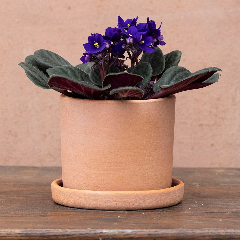 Saintpaulia Top Dark Blue | Houseplant
