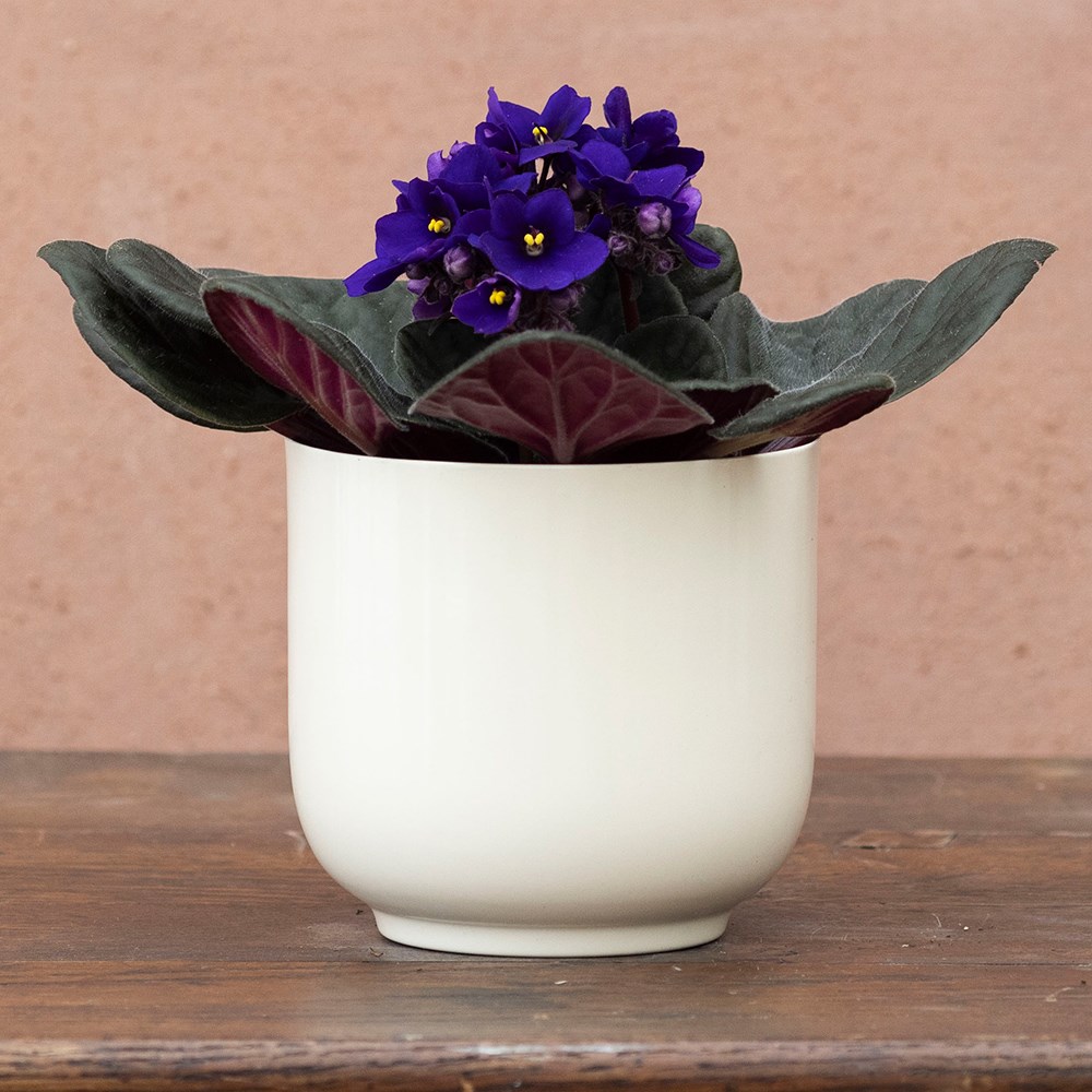 Saintpaulia Top Dark Blue | Houseplant